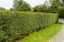 Hedge Cutting